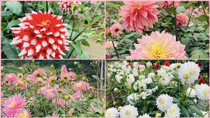 Octombrie- un Imperiu al florilor în Prefectura Saitama, Japonia